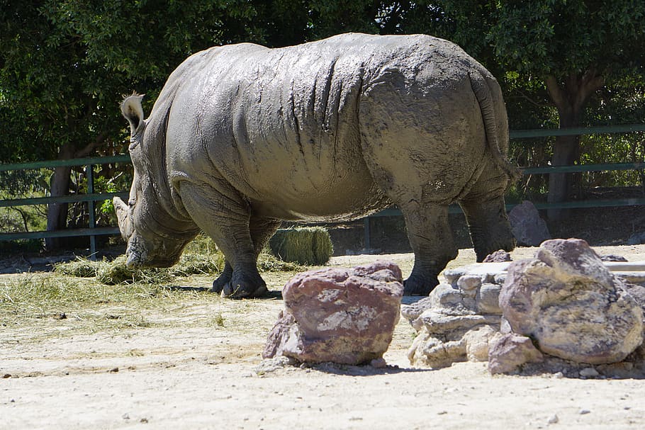 rhinos, placental mammals, black rhino, africa, rhino, animals, horn, safari, zoo, animal themes