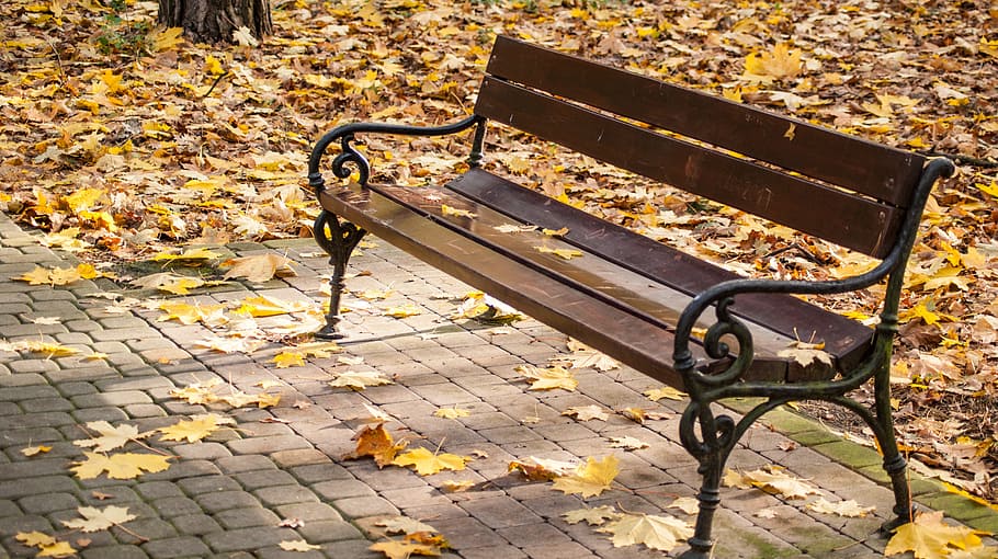 bangku, taman, musim gugur, pengatur jarak, kayu, istirahat, relaksasi, bagian tanaman, daun, kursi