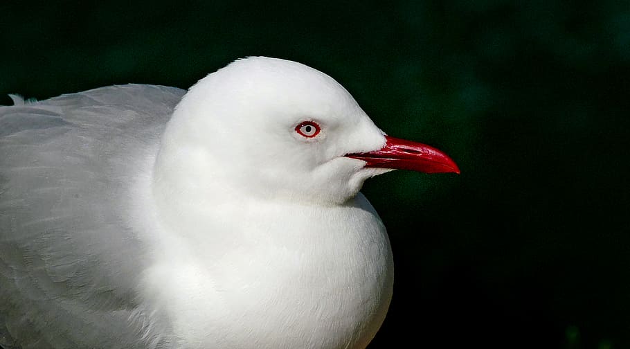 Red, billed, Gull, Larus, NZ, white and gray bird, bird, animal themes, animal, vertebrate