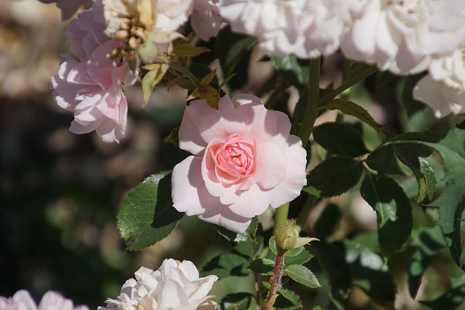 Rosaceae, blanco, rosa, bonica, flor, floración, tallo de flores, fotografía macro, naturaleza, plantas y flores