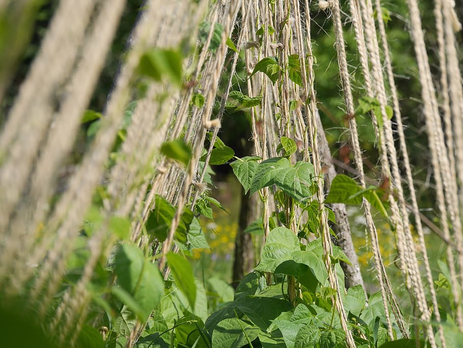 climbing plant, beans, twine, garden, string, plant, green, gardening, nature, agriculture