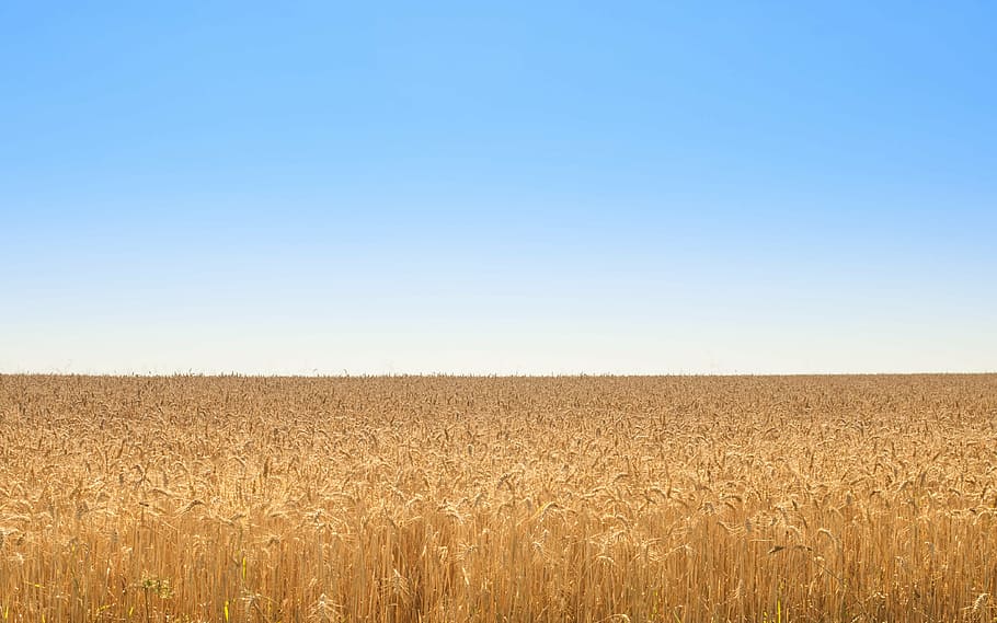 green, field, blue, sky photography, daytime, golden, wheat, blue sky, nature, yellow