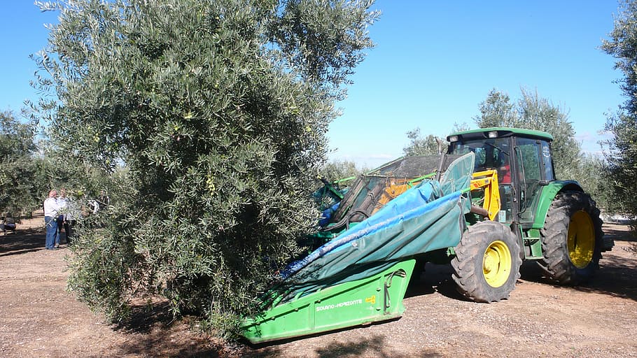 olive, olives, olivas, fruit, tree, nature, harvest, mechanical harvesting, umbrella, jaén