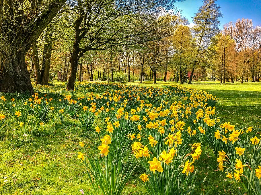 flores amarillas, narcisos, osterglocken, parque, primavera, bad kissingen, el parque luitpold, pascua, flores, prado de flores