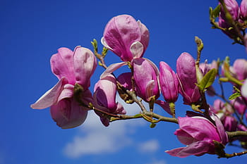 Fotos yulan magnolia libres de regalías | Pxfuel