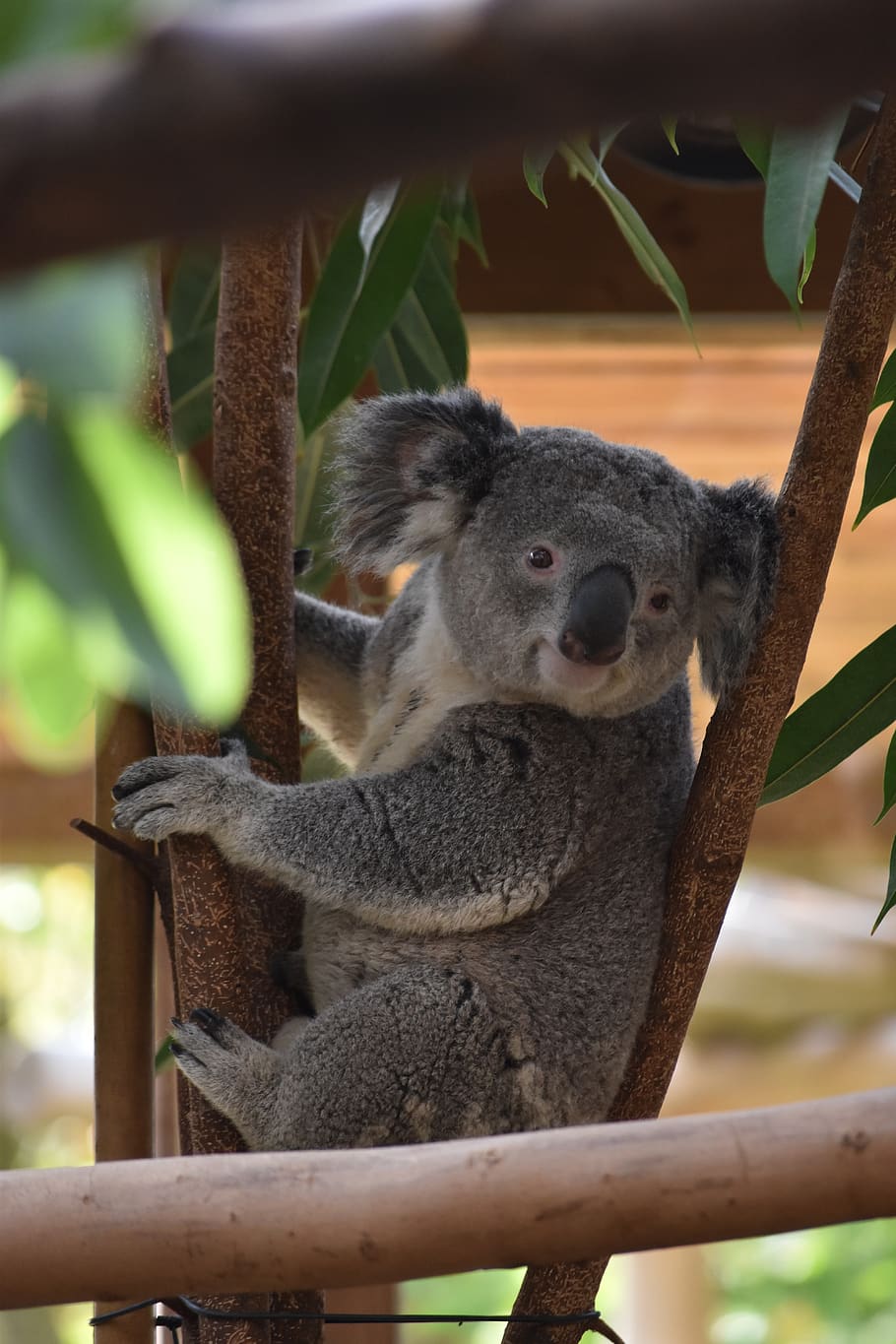 koala, cute, adorable, eucalyptus, nature, tree, one animal, animal wildlife, mammal, animals in the wild