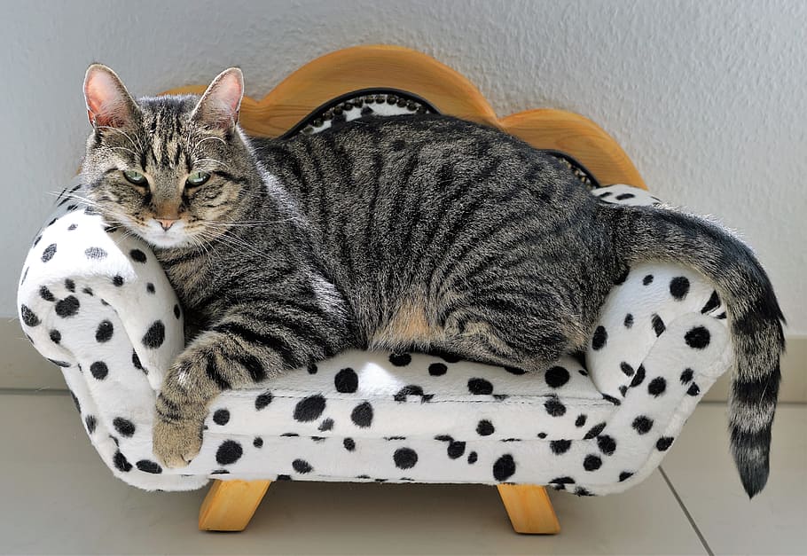 gray, tabby, cat, white-and-black fabric sofa chair, tiger, sofa, dalmatians, dog, furniture, couch