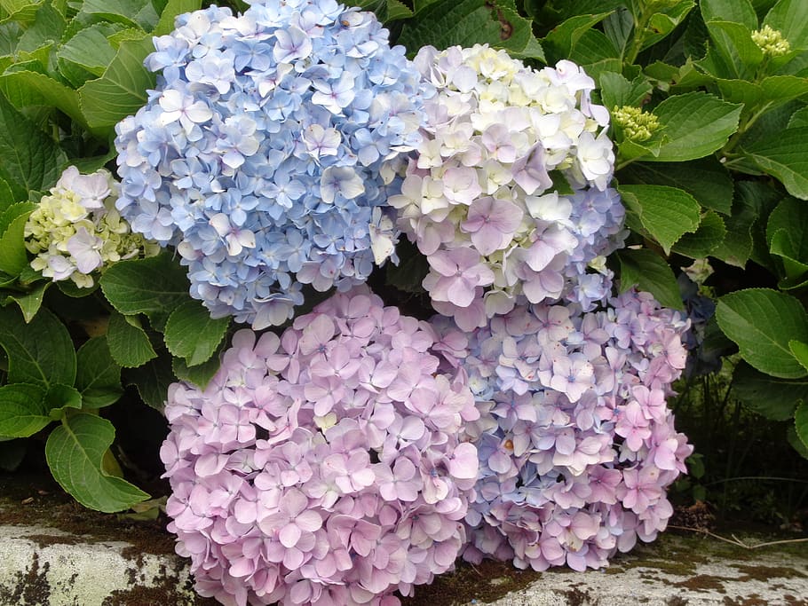 flowers, flowers name, flowers pics, flower images, beauty in nature, hydrangea, leaf, plant part, growth, vulnerability