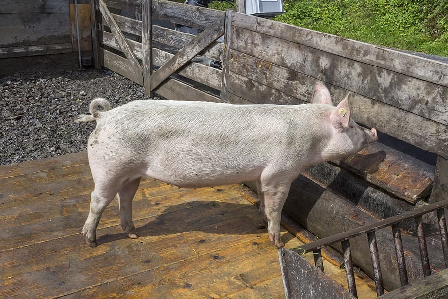 pig, swine, hog, pork, farming, domestic, agriculture, farm, livestock, barn