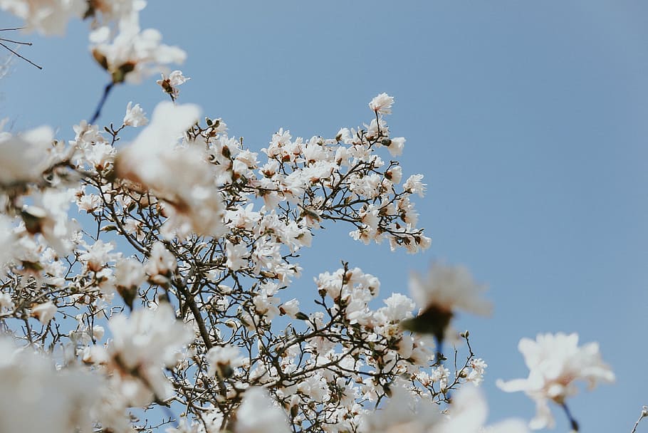 seletiva, fotografia de foco, branco, cereja, flor, árvore, flores, natureza, planta, azul