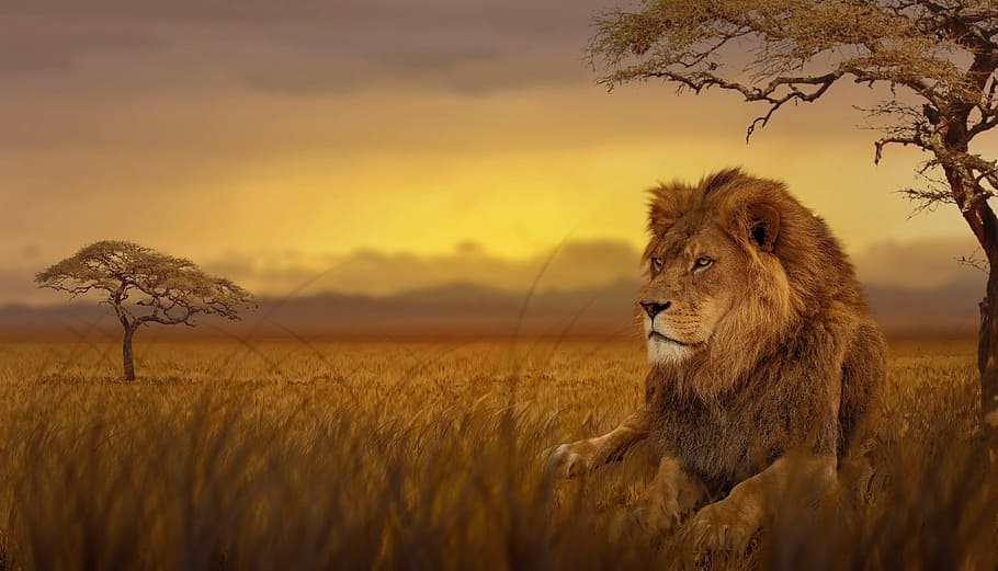 lion, lying, brown, grass field, trees, savannah, nature, predator, dusk, steppe