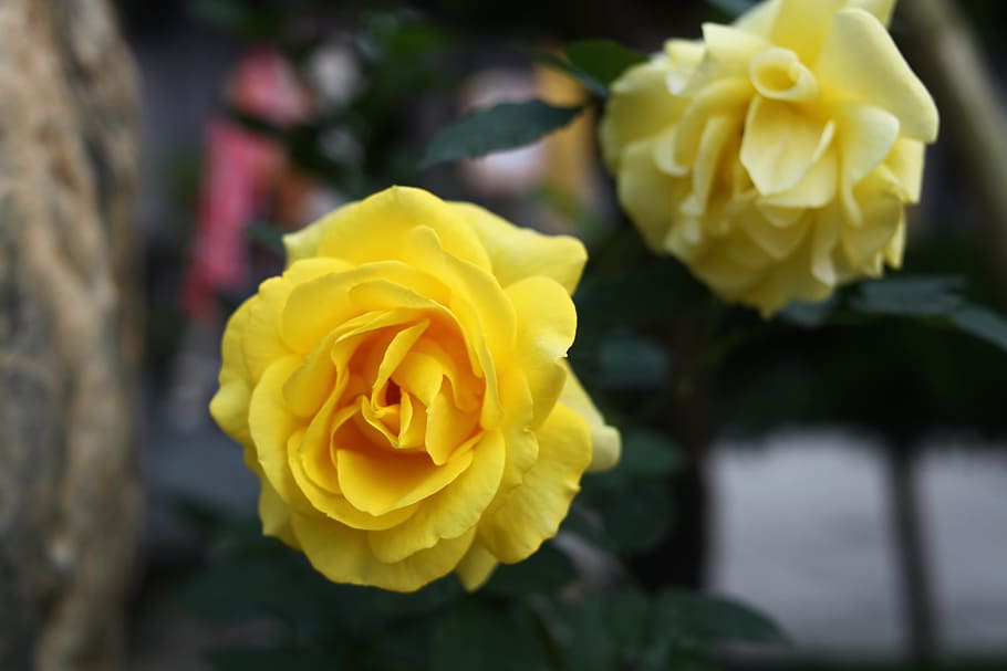 rosa amarilla, rosas amarillas, amor, natural, vega, flor, planta  floreciendo, amarillo, belleza en la naturaleza, planta | Pxfuel