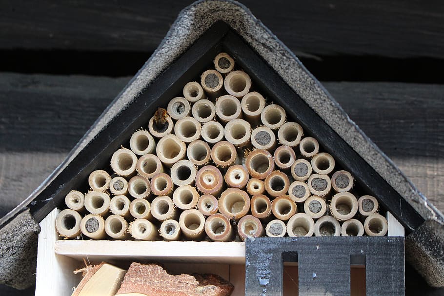 summer, bee hotel, insect hotel, nature outside, bee's nest, wild bees, sunshine, nature, frühlingsanfang, flowers