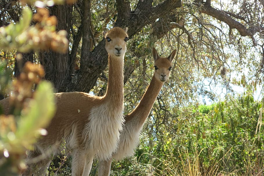 vicuna, camel, suasi, peru, pair, animals, two, vicugna vicugna, plant, tree