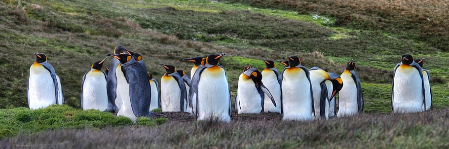 antarctica, south georgia, king penguins, expedition, animal groups, animal wildlife, bird, animal themes, group of animals, animals in the wild
