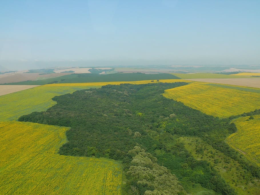 bulgaria, nature, the danube plain, landscape, field, fields, yellow, area, scenics - nature, environment