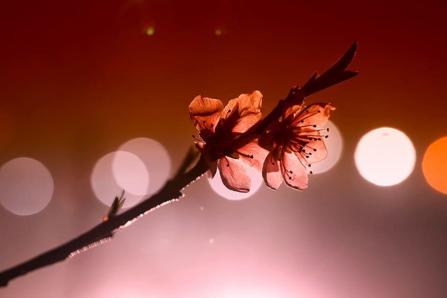 flor de durazno, iluminación, flores, primavera, romántico, belleza en la  naturaleza, flor, planta, planta floreciendo, vulnerabilidad | Pxfuel