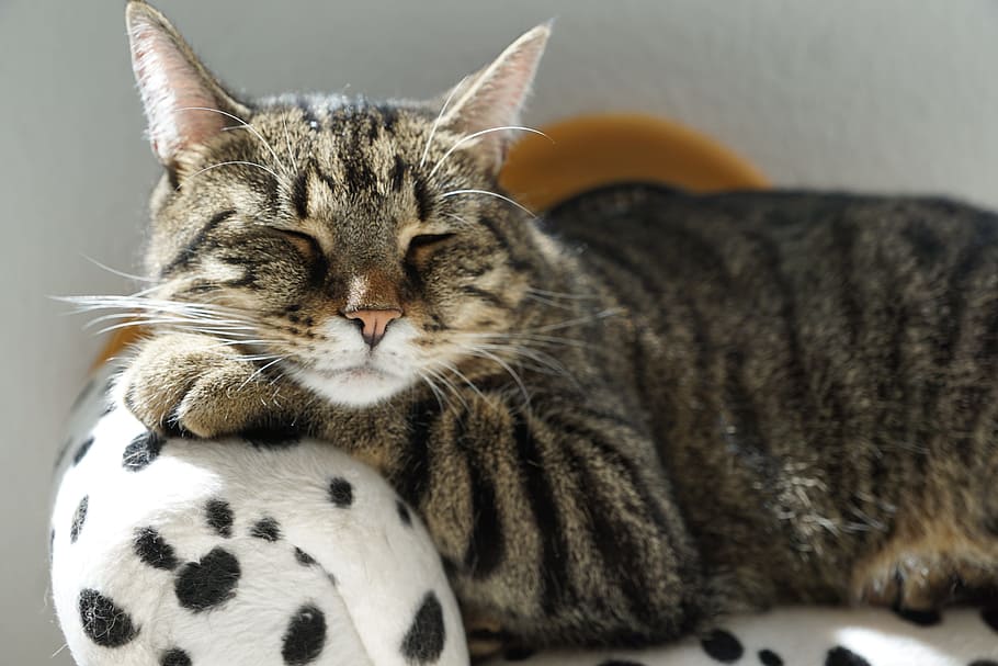 coklat, kucing betina, kucing, berbaring, putih, hitam, kursi sofa polka-dot, harimau, istirahat, mebel