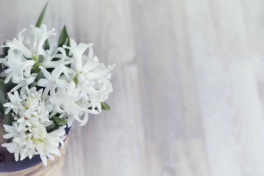 Fotos jacinto blanco libres de regalías | Pxfuel