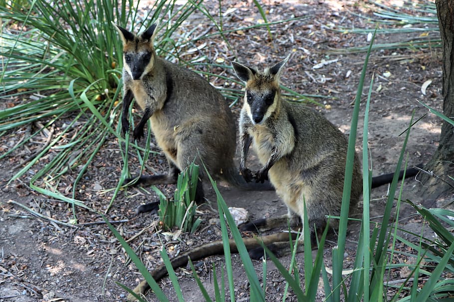 two, black footed rock wallaby, marsupial, native, adelaide, animal, australia, black, close up, ears