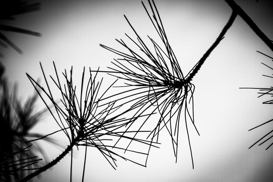 against day, pine, branches, sky, plant, nature, silhouette, low angle view, tree, growth