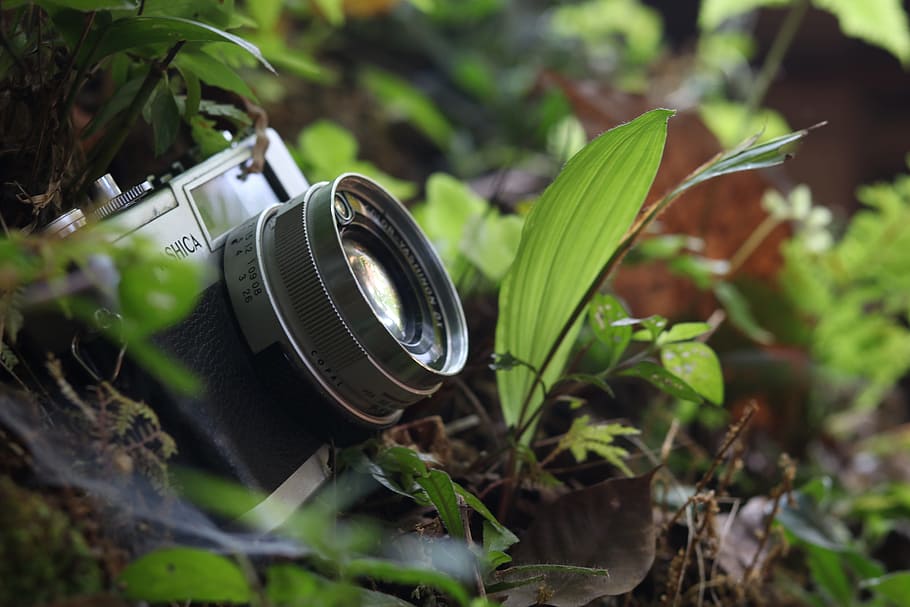 yashica the camera, nature, the third eye, plant, plant part, leaf, close-up, growth, day, green color