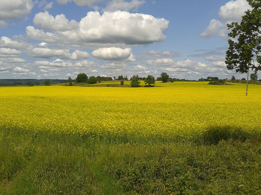 canola, oilseeds, yellow, field, summer, nature, agriculture, rural Scene, sky, blue
