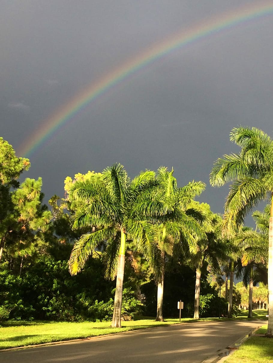 Rainbow, Tropical Storm, Tropical, Storm, tropical, storm, nature, weather, rain, palm Tree, tree