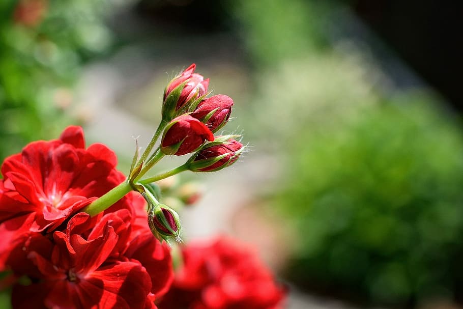 selective, focus photography, red, flower buds, Pelargonium, Nutmeg, Red, Garden, Summer, garden, flower