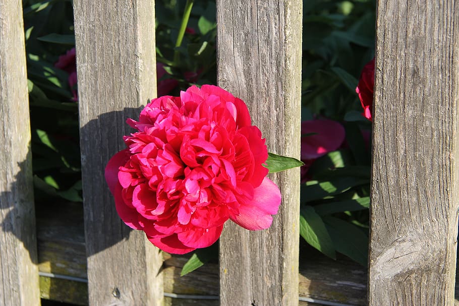peony, fence, blossom, bloom, paeonia, garden, flower, flowering plant, plant, beauty in nature