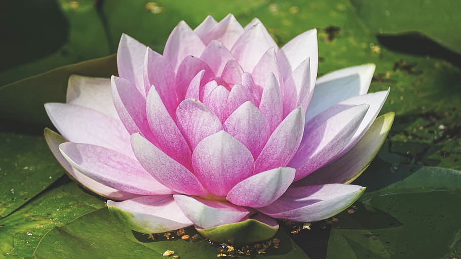 close-up photo, pink, white, lotus flower, water lily, aquatic plant, nature, blossom, bloom, flower
