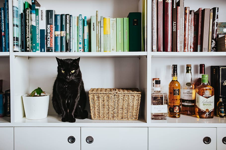 mascota, animal, gato, libros, cesta, estante, estantería, felino, negro, mimbre