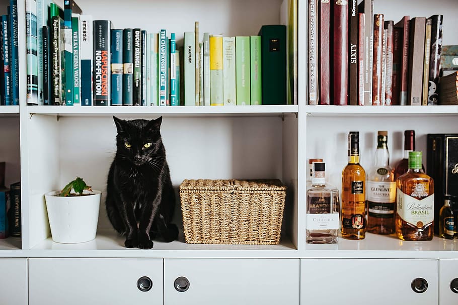 black, cat, wicker basket, white, bookcase shelf, Black cat, bookcase, shelf, pet, animal