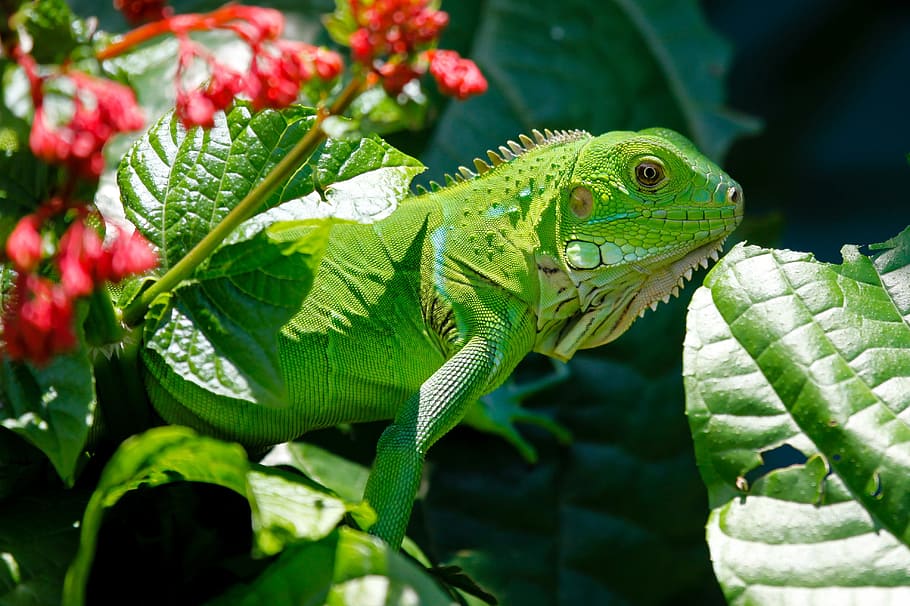 green, iguana, flower, reptile, animals, lizard, nature, iguanas, animal themes, animal