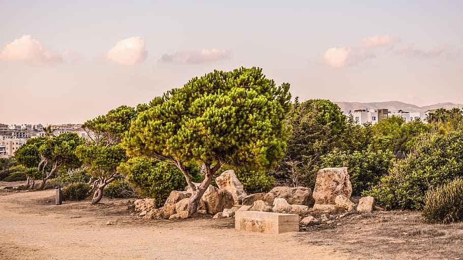 chipre, paphos, tumbas de los reyes, sitio arqueológico, paisaje, árboles, piedras, destinos de viaje, árbol, cielo