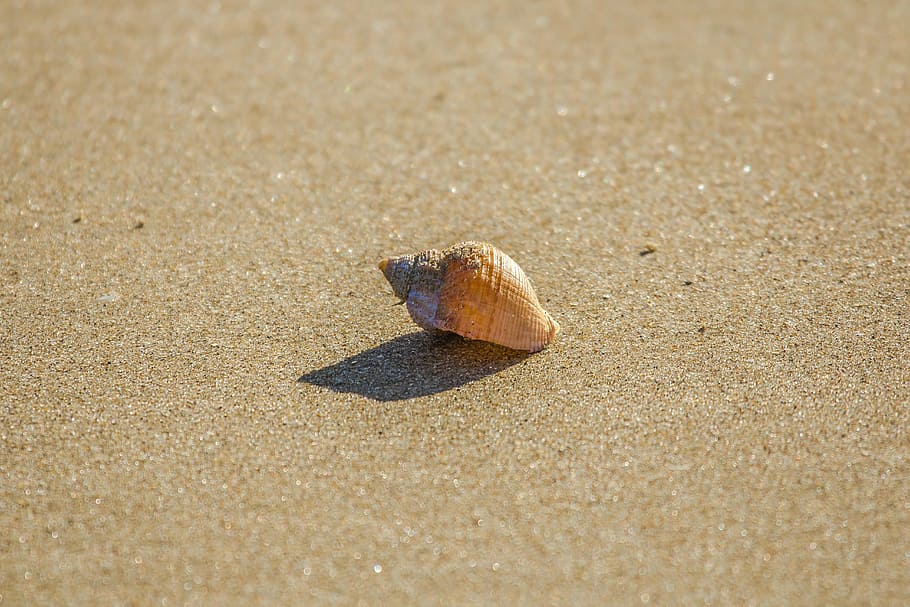 brown, seashell, seashore, beach, shell, ocean, low tide, south wales, england, sand