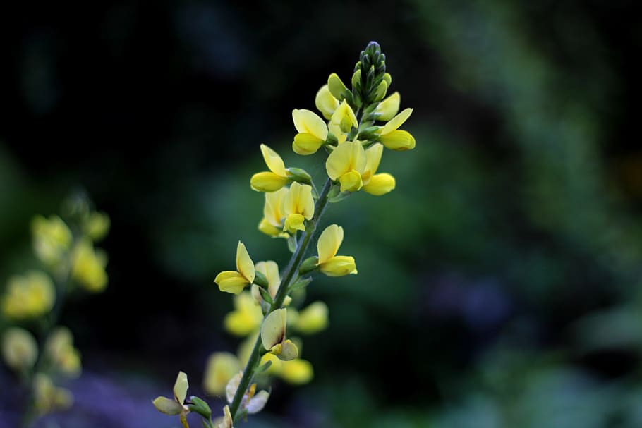 thermopsis lupinoides, leguminous, yellow, spring, garden, flowers, colorful, flower, flowering plant, beauty in nature