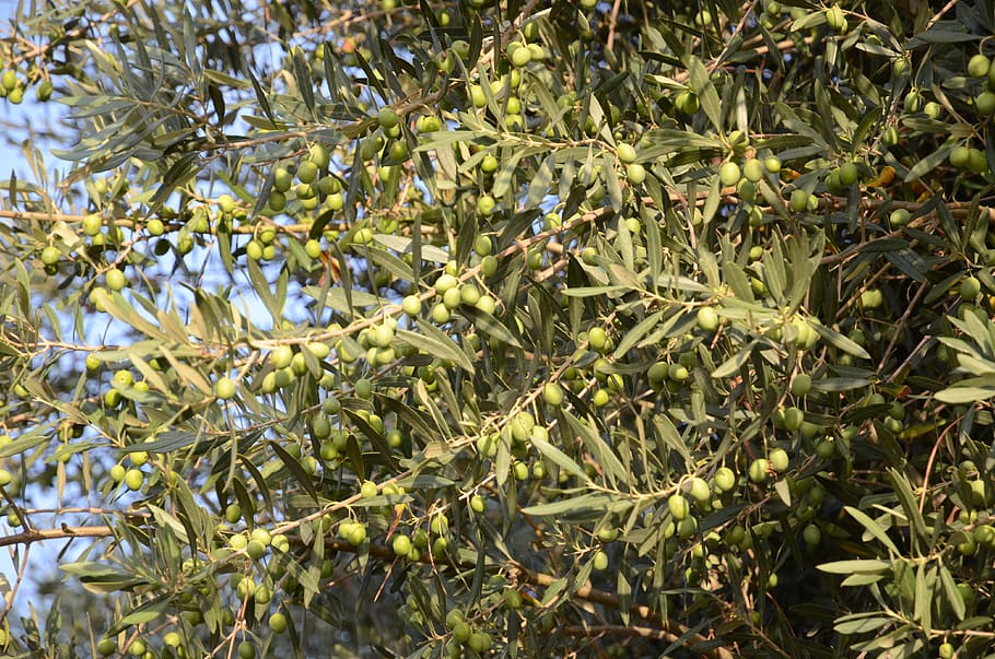 olives, olivo, oil, oliva, tree, agriculture, nature, green, growth, plant