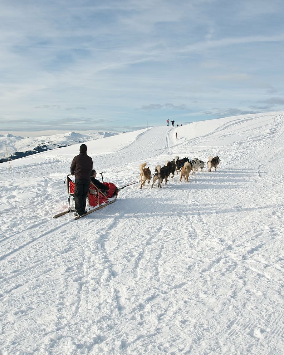 anjing, kereta luncur, salju, gunung, musim dingin, suhu dingin, orang sungguhan, hewan peliharaan, tanah, hewan domestik