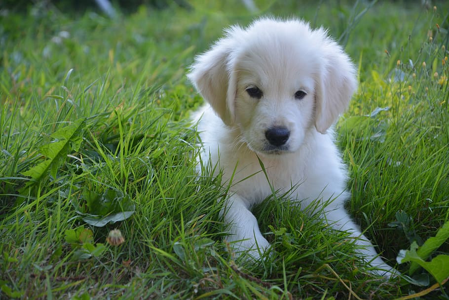 golden, retriever puppy, green, grass, dog, domestic animal, puppy, white, cute, pets