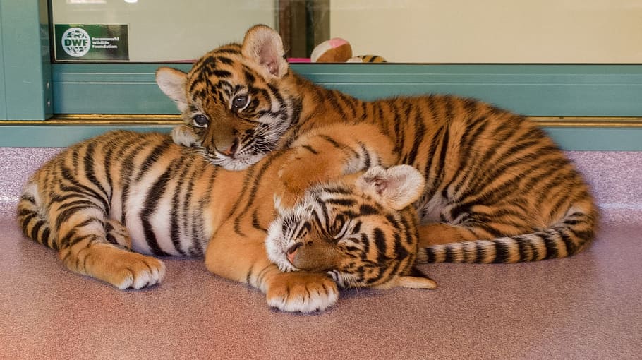 two, bengal tiger cubs, Bengal tiger, tiger cubs, tigers, cubs, big cat, resting, nap, relaxing