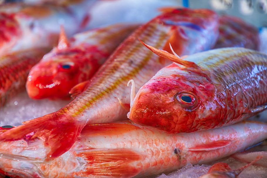Page 3 | Royalty-free fish market photos free download | Pxfuel