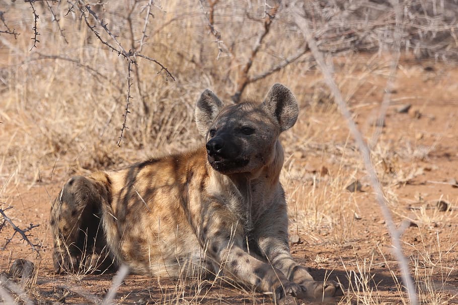 hyena, scavenger, wild, spotted, kruger, africa, wildlife, animal, mammal, safari