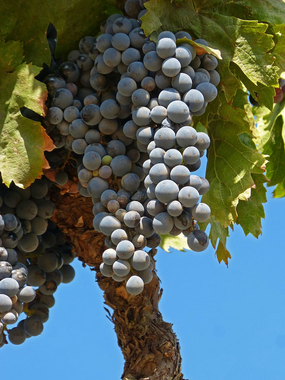grape, garnacha, doq priorat, vine, garnatxa, priorat, vintage, vineyard, fruit, healthy eating