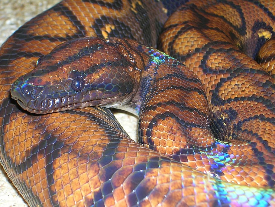 rainbow boa, constrictor, boa, python, epicrates chenchria, snake, reptile, scale, close-up, vertebrate