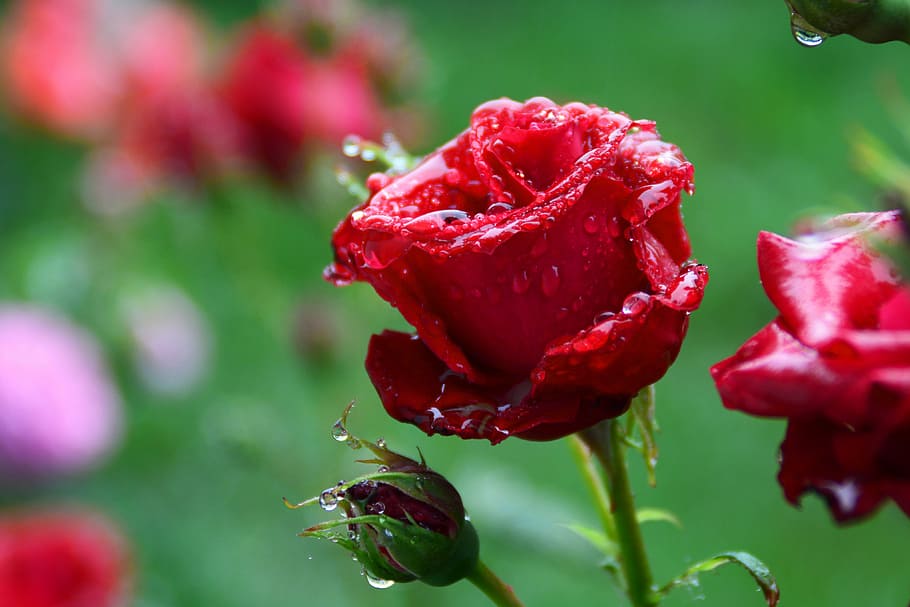 rose, china red, dim, wet, drops, rain, dew, flower, flowering plant, red