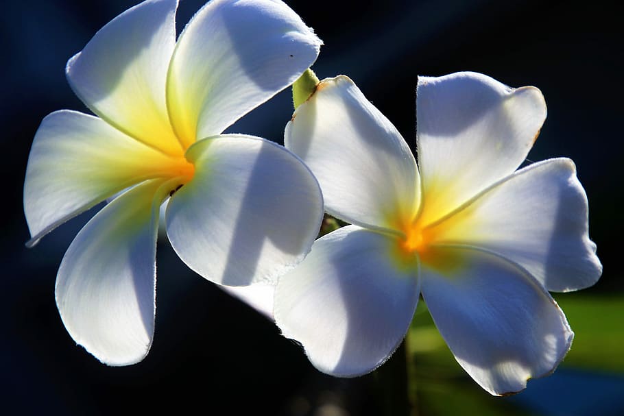 white-and-yellow plumeria flowers, bloom, close, flower, plumeria, nature, petal, the tropical, floral, exotic