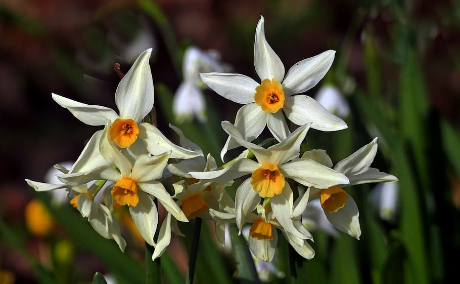 Narcissus poeticus, narcisos brancos, planta, flor, pétala, frescura, vulnerabilidade, fragilidade, beleza da natureza, cabeça de flor
