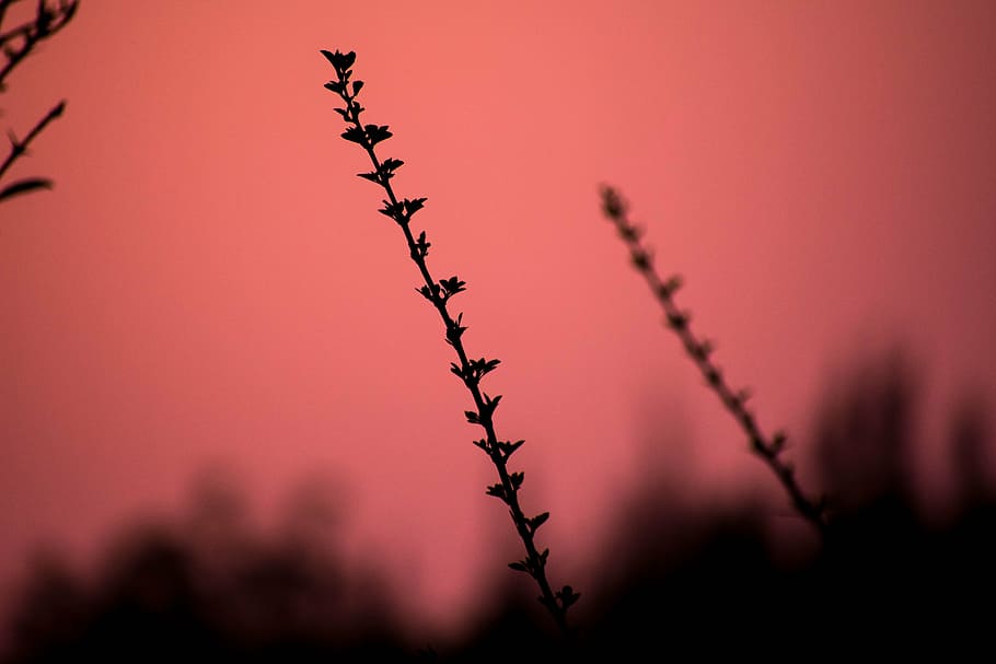 silhouette photo, leafed, plant, nature, outdoor, garden, silhouette, sunset, outdoors, beauty in nature