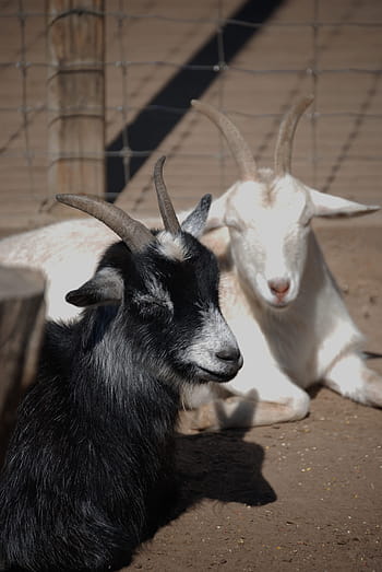 Royalty-free goat hair photos free download | Pxfuel